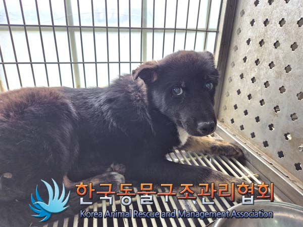한국동물구조관리협회_441559202500132